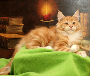 Фото №3. СВОБОДЕН! Чудесный котик NIGHTHUNTERS LONDON, похожий на маленького львёнка.. Россия
