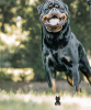 Дополнительные фото: Клуб собаководов зарегистрировал красивых щенков ротвейлера.