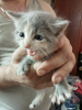 Дополнительные фото: Пушистые котята от персидской кошки