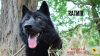 Дополнительные фото: Продается русская гибридная волчья собака.