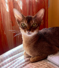 Дополнительные фото: Голубые абиссинские котята от Arwen of UA