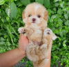 Фото №3. Lovely toy poodle.  Чехия