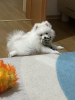 Дополнительные фото: Продам щенка померанского шпица, девочка 4 месяца, белоснежная красавица, кличка