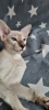 Фото №2 к объявлению №10406 о продаже ориентальная кошка - купить в России заводчик