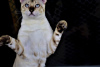Дополнительные фото: Снежный бенгальский кот