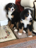 Фото №3. Cute Bernese Mountain puppies for free adoption.  Германия