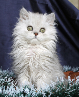Фото №3. Кудрявые котята. Россия