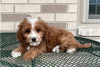 Фото №3. Beautiful Cavapoo Puppies For free adoption.  Германия