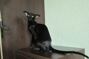 Фото №3. Черная ориентальная кошка в экстремальном типе. Россия