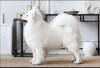 Фото №2 к объявлению №22746 о продаже самоедскую собаку - купить в Беларуси частное объявление