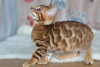 Дополнительные фото: Предлагаются шикарные бенгальские котята!