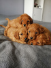 Фото №3. Beautiful Cavapoo Puppies For free adoption.  Германия