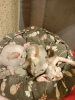 Фото №3. Донской сфинкс котята от достойных родителей. Россия