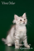 Дополнительные фото: Сибирский котенок Наряда