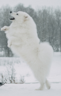 Фото №4. Вязка самоедскую собаку в  Беларуси. Объявление №1675