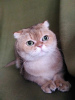 Дополнительные фото: Ищет дом шотландский вислоухий кот Басик!