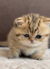 Дополнительные фото: Munchkin Scottish Kilt kittens