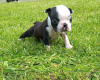 Фото №3. Adorable Boston Terrier Puppies for free adoption.  Германия