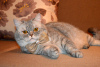 Фото №3. Шотладский кот Марчелло очень срочно ищет дом. Беларусь
