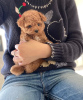 Фото №3. Cuteeee poodle puppies for rehoming.  Оман