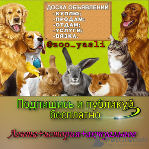 Фото №3. Мир животных в инстаграме.  Россия