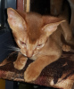 Дополнительные фото: Продается котёнок абиссинской породы