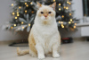 Дополнительные фото: Очаровательный белый кот Пончик ищет дом и любящую семью!