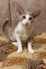 Фото №1. ориентальная кошка - купить в Тюмени за договорная. Объявление №83135