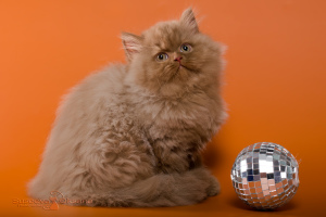 Фото №3. Шотландские котята - циннамоновый мальчик хайленд-страйт. Беларусь