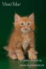Дополнительные фото: Сибирский котенок Огнедар