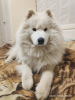 Фото №2 к объявлению №6153 о продаже самоедскую собаку - купить в России заводчик