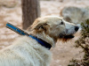 Дополнительные фото: Ищет свою семью совершенно потрясающий пёс Светлячок!