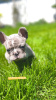 Дополнительные фото: Hello, french bulldog puppies for sale.