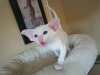 Фото №3. Blue Eyed Siamese Kittens. США