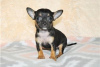 Дополнительные фото: Adorable Chihuahua Puppies for free adoption