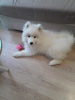 Фото №2 к объявлению №76358 о продаже самоедскую собаку - купить в России частное объявление