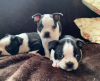 Фото №3. Adorable Boston Terrier Puppies for free adoption.  Германия