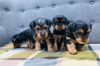 Фото №3. Teacup Yorkshire Terrier Puppy for free adoption.  Германия