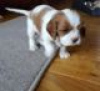 Фото №3. Adorable Cavalier King Charles Puppies for free adoption.  Германия