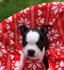 Фото №3. Adorable Boston Terrier Puppies for free adoption.  Германия