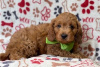 Фото №3. Beautiful Cavapoo Puppies For free adoption.  Германия