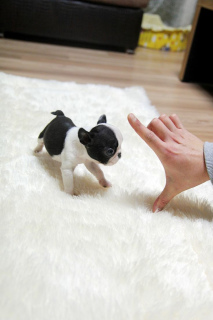 Фото №3. миниатюрный французский бульдог, красивые 1 кг щенки..  Польша