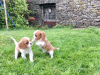 Фото №3. Adorable Cavalier King Charles Puppies for free adoption.  Германия