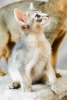 Фото №3. Абиссинский котенок. Украина