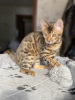 Фото №3. Бенгальский котенок. Россия