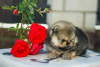 Дополнительные фото: Прекрасные щенки Померанского шпица
