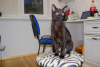 Дополнительные фото: Чудесная черная кошечка котенок Чарли ищет дом и любящую семью!