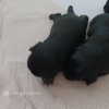 Фото №3. Продаются 4 щенка брюссельского гриффона.  Россия