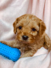 Фото №3. Beautiful Cavapoo Puppies For free adoption.  Германия