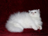 Фото №3. Шикарный персидский котенок-мальчик белоснежного окраса PER w, современного типа. Украина